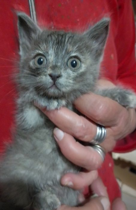 Котёнок, возраст 1 мес., пушистый,