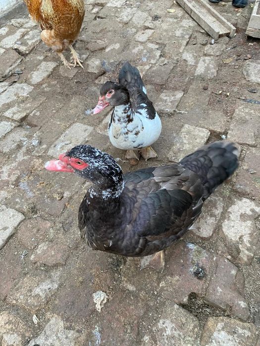 Селезень Индоутка