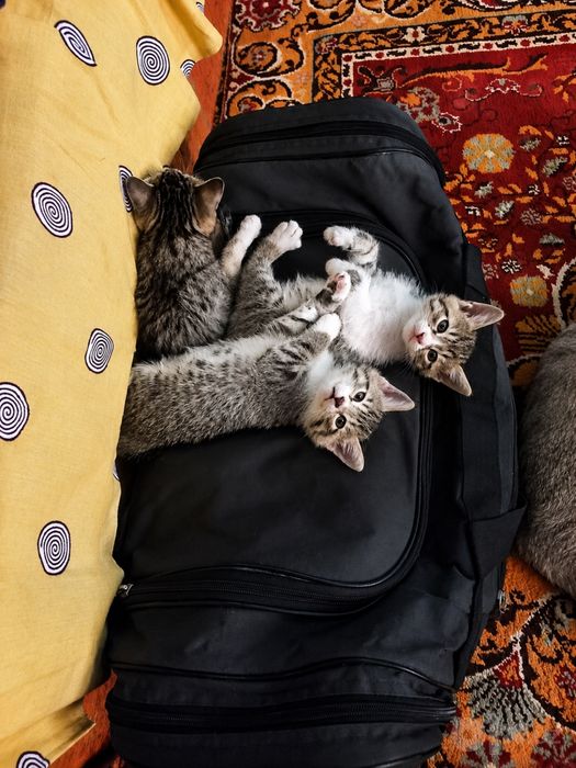 Отдам в хорошие руки