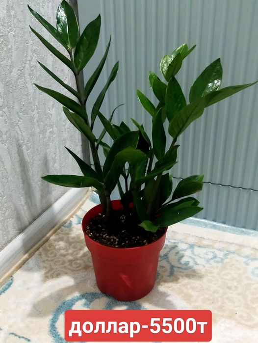 Свежие комнатные цветы