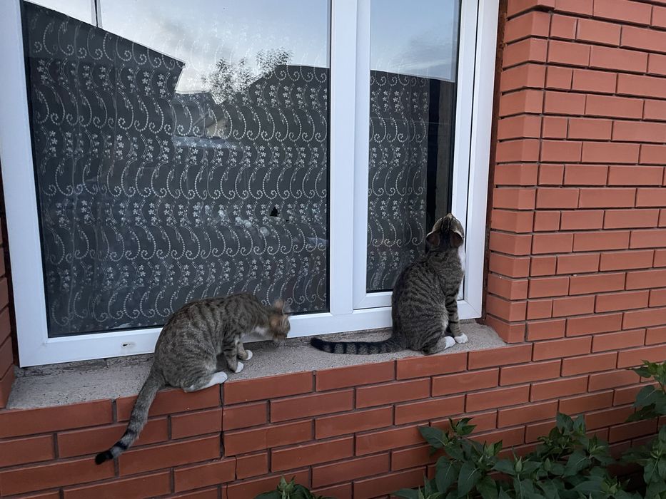 Отдадим кошку в хорошие руки
