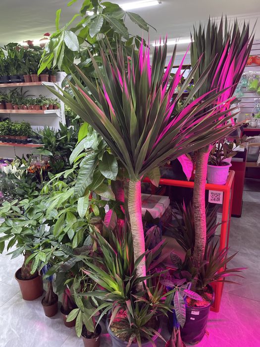 Комнатные растения дешевые