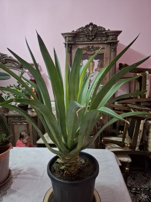 Gul Uy ishxona ofis kalidorlar uchun gul