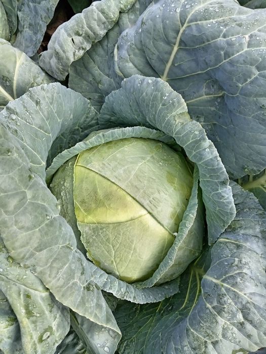 Vând varză murată calitate deosebită