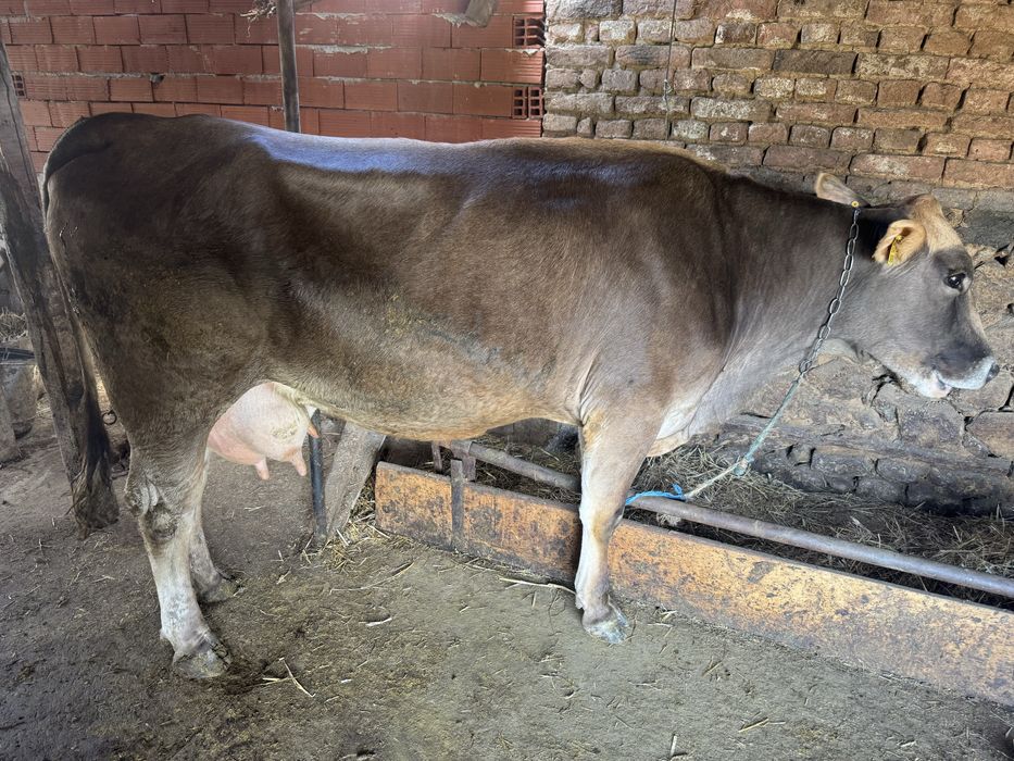 Продавам телни крави и юници