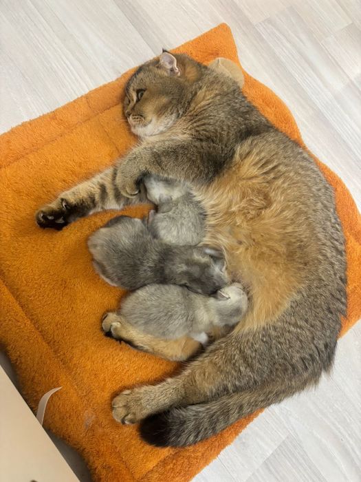 чистокровная шиншилла