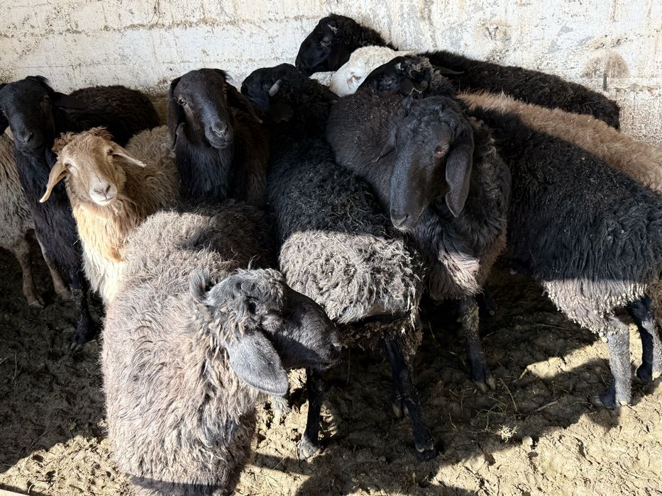 Қошқар бордақы семіз