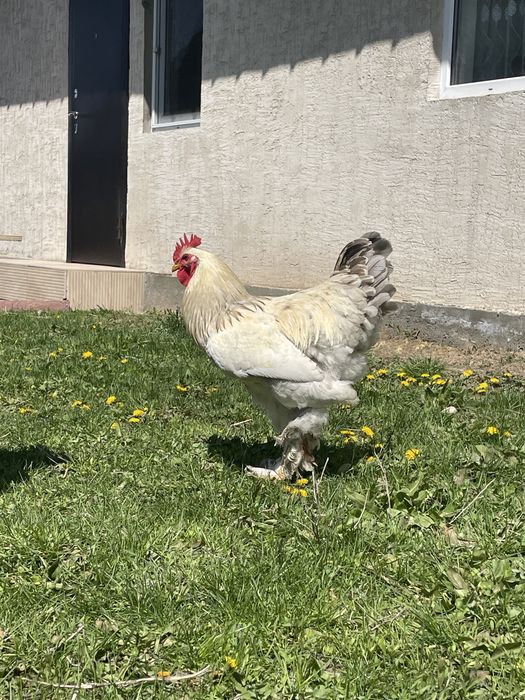 Петух брама