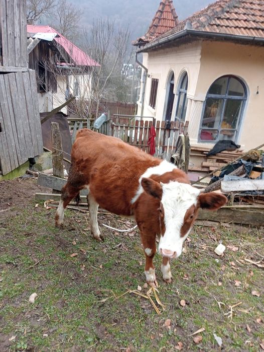 Vand viţică de 8 luni