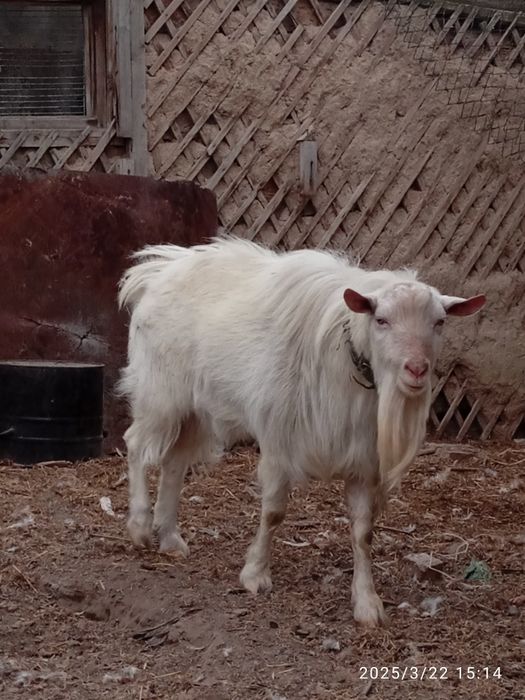 Зааненскач козочка.