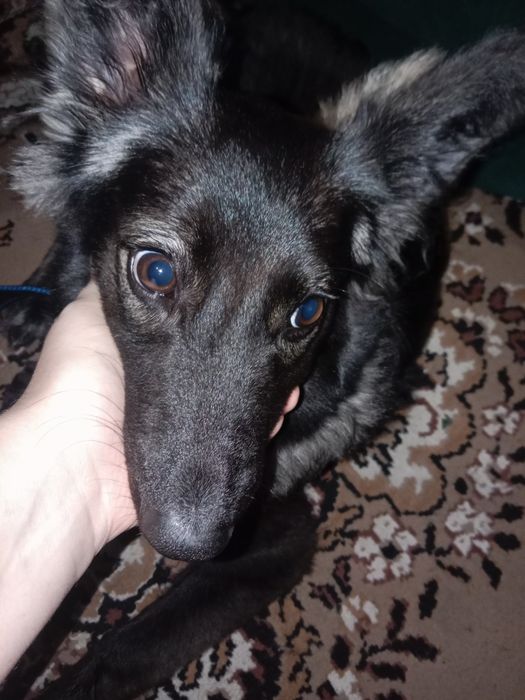 Отдам собачку в добрые руки