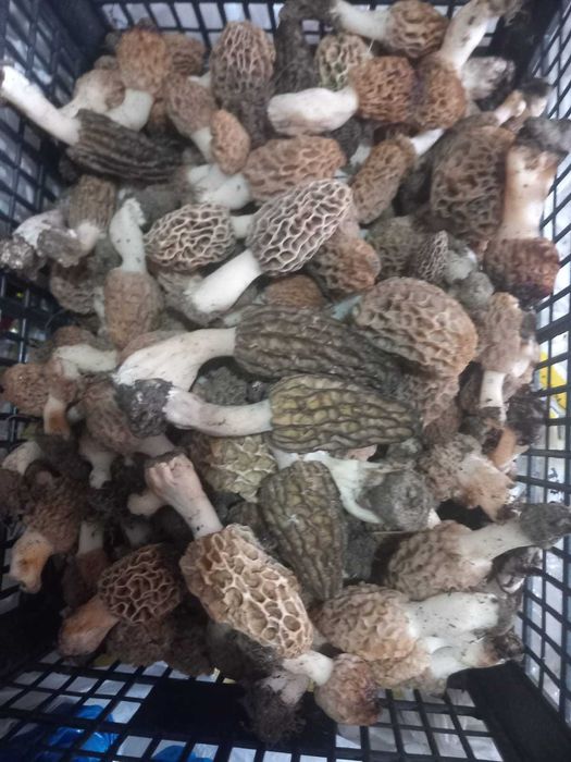 Zbarciogi uscati morcela esculenta