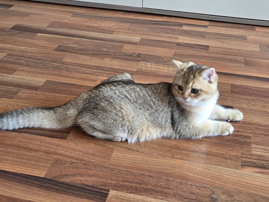 British shorthair golden