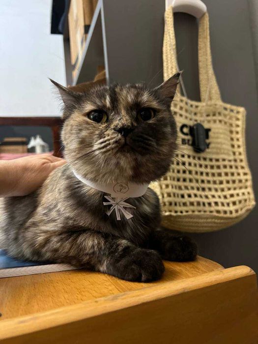 Миленькая кошечка