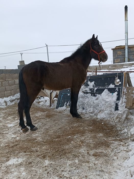 Дөнең бас біледі Полтарашка бұқаларға Малдарға айырбас
