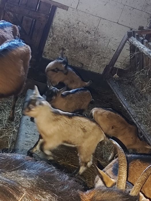 Vând iezi alpin francez