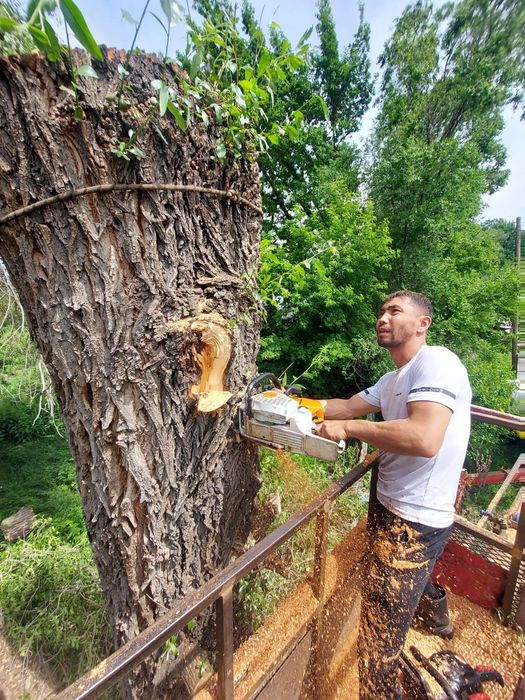 Спил деревьев, обрезка