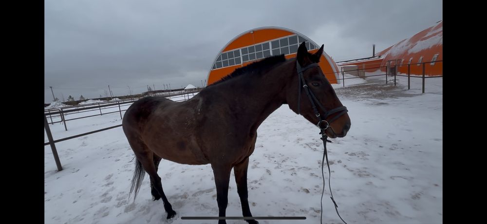 Лошадь объезженная