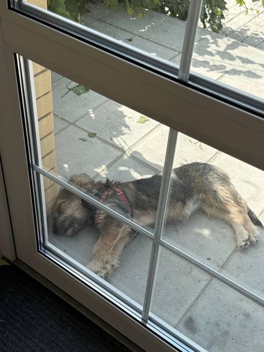 Отдам собачку в добрые руки, срочно