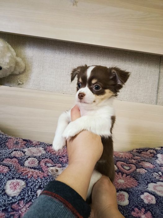 Срочно Чихуахуа девочка