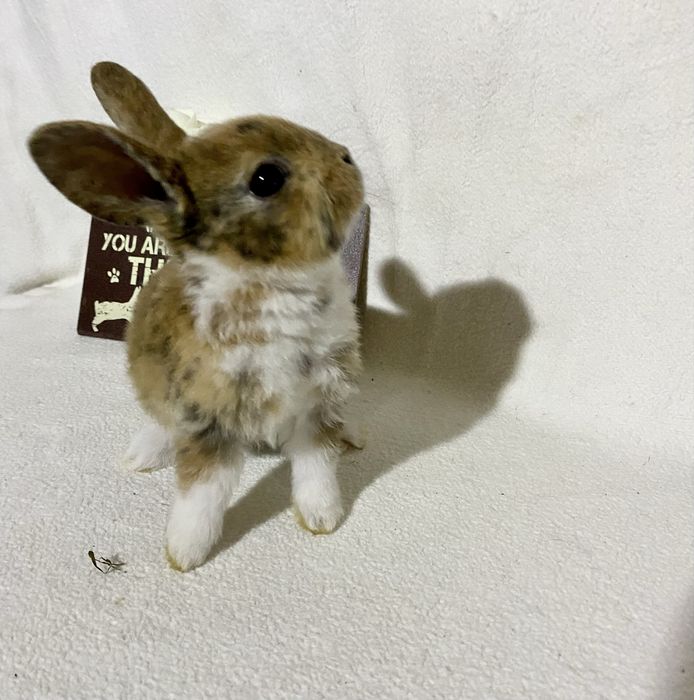 Iepurași Rex pitic disponibili ! Cluj-Napoca • OLX.ro