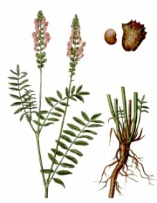 Продаем семена Эспарцет