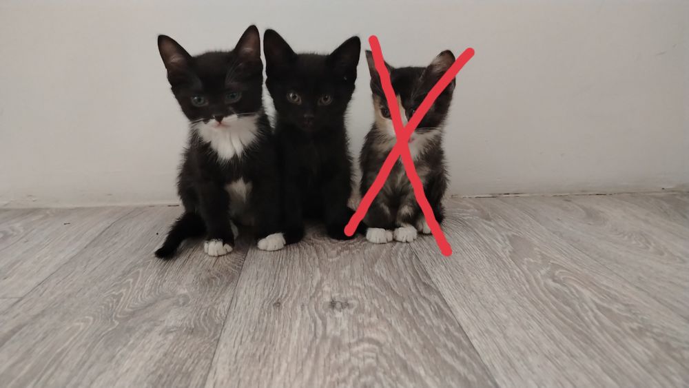 Котята в добрые руки