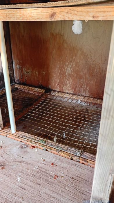 Boxe porumbei de vânzare