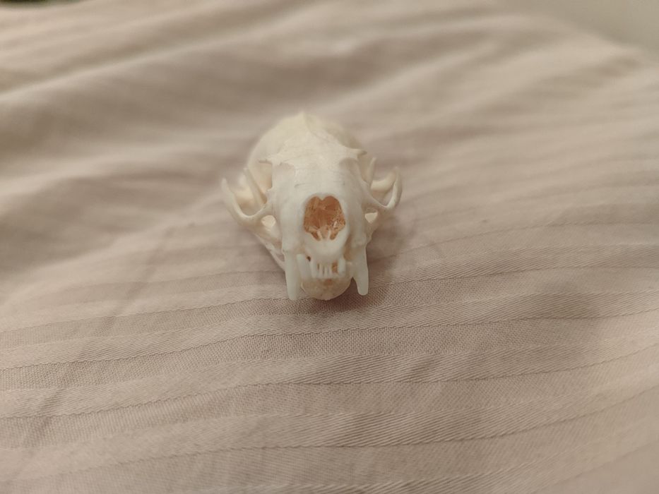 Череп норки (имитация)