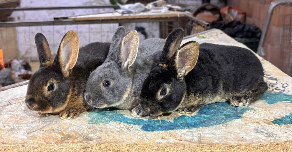 Iepurasi rex loh negru si albastru