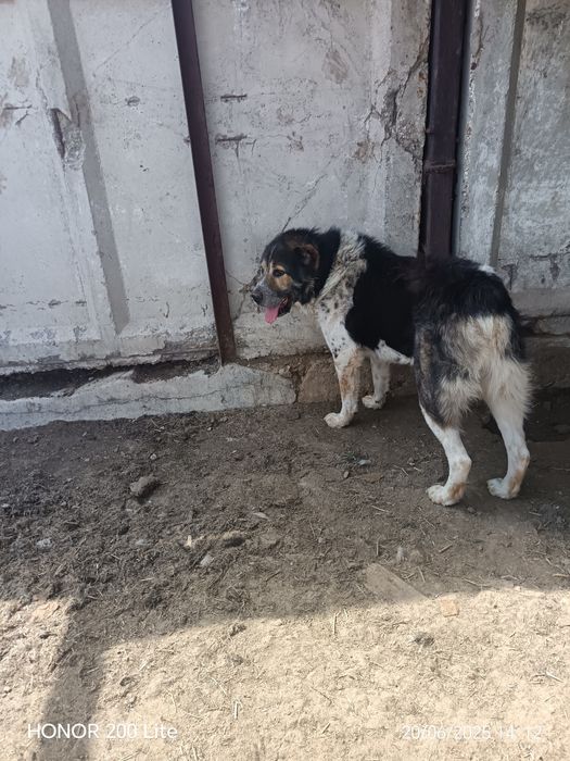 Тобет САО Алабай