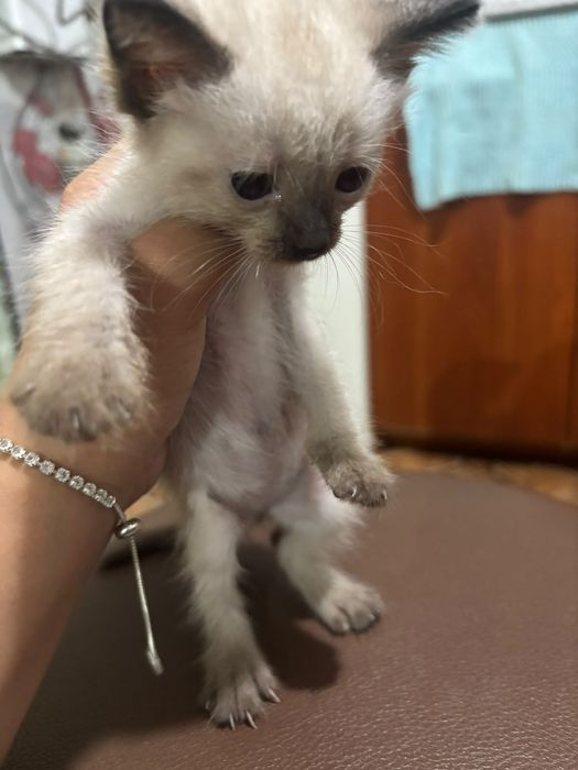 Отдам котят, все девочки