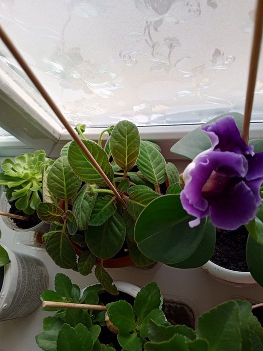 Комнатные растения