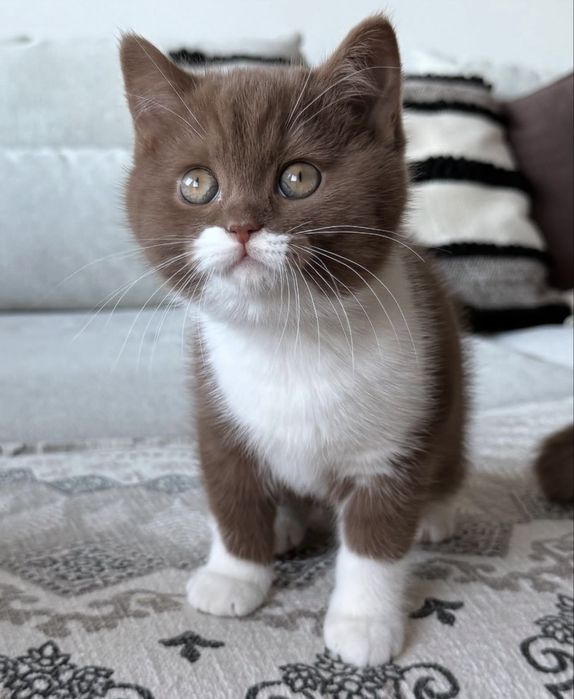Котята Британские Короткошерстные