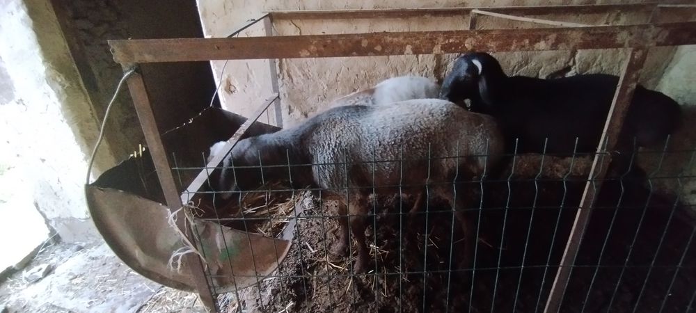 Qurvonlikka qòchqirlar bor