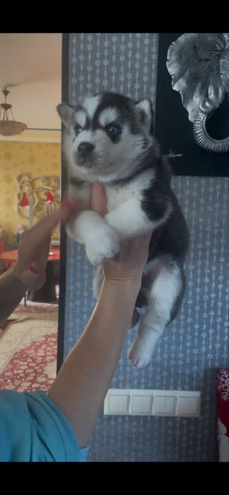 Голубоглазые хасята