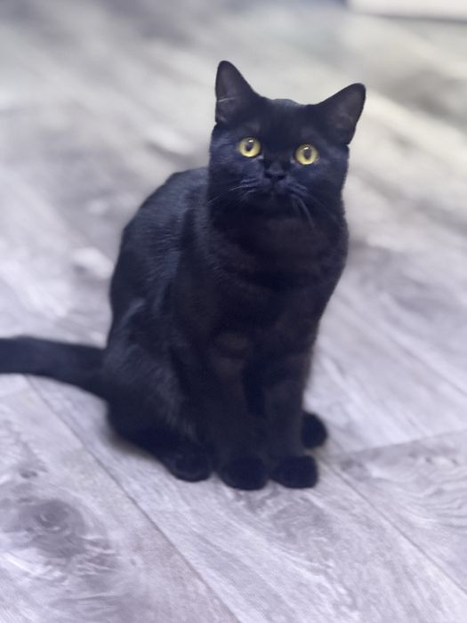 Отдам даром кошечку 1 годик