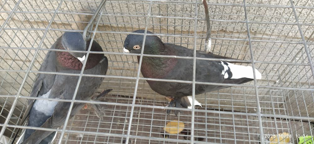 Молодая пара Такла гибрид