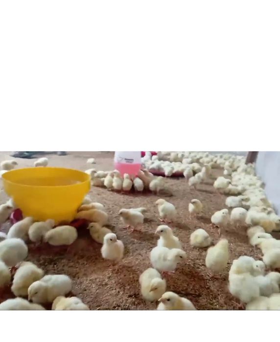 Germanski jujalar sotiladi