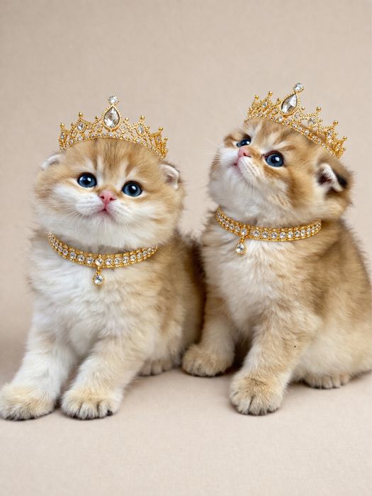 Продаются супер премиум класса фолд