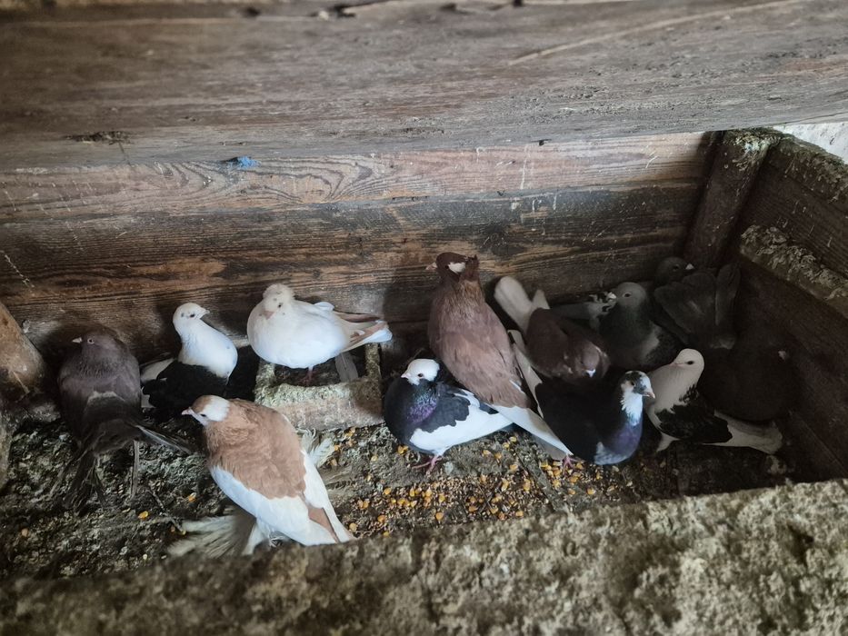 Vând porumbei jucători