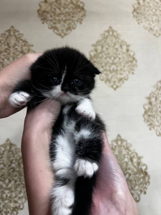 Щотланд фолд  угил