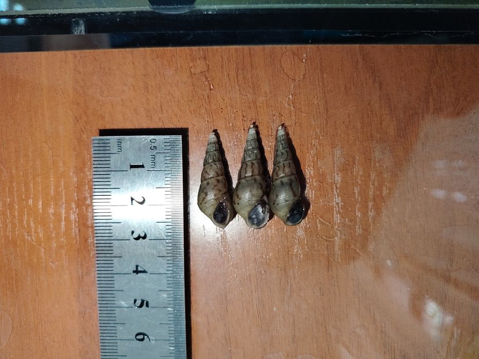 Продаю улитки мелания