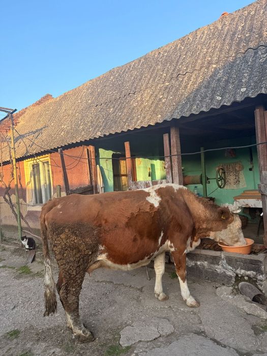 Vând vacă bălţată românească