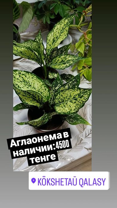 Аглаонема:4500 тенге