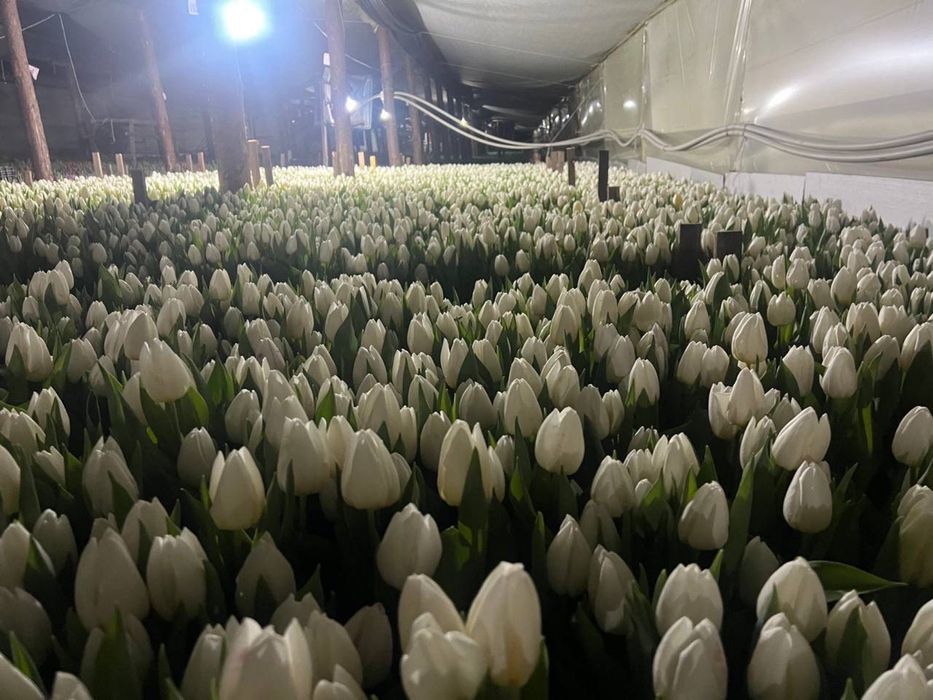 Тюльпан оптом производство Белоруссия
