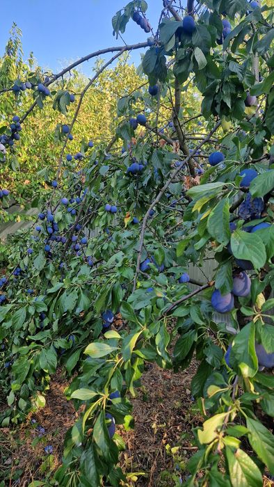 Dulceață de prune