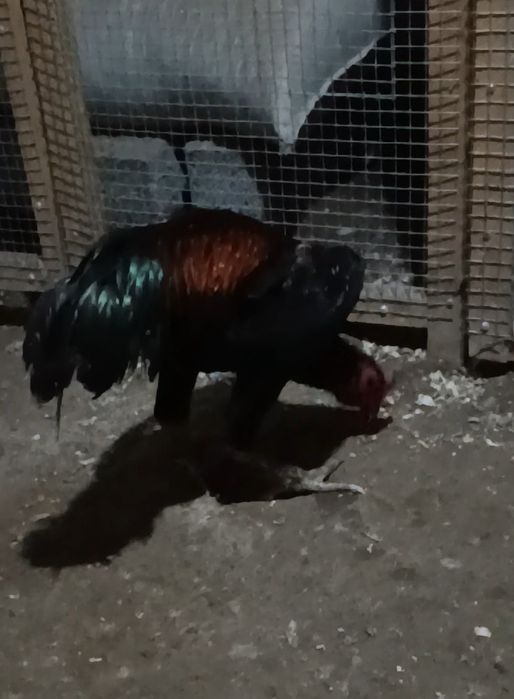 Продается бойцовый