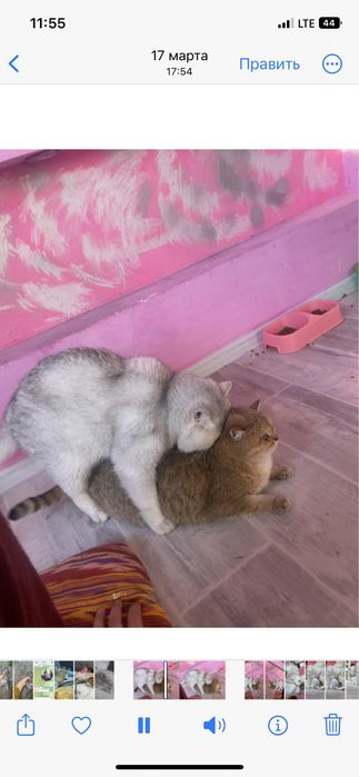 Koshki 2oylik hayit  uchun zur sovğa