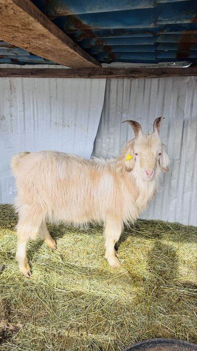 Продам козлов годовалые,молодые